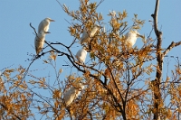 06279 Bubulcus ibis (Airone guardabuoi)